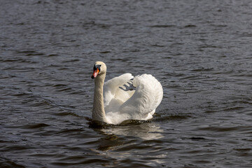 Naklejka premium white swans who arrived in eastern Europe in the spring to raise offspring