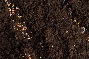 seeds of several varieties of radishes sown in fertile soil
