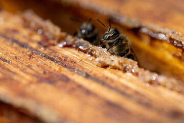 a bee hive with honey bees in sunny weather in summer
