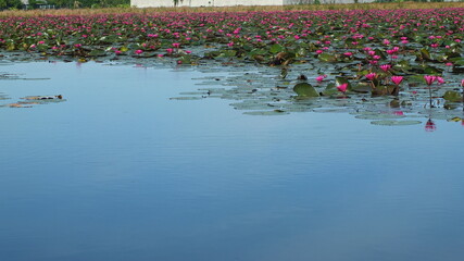 tulips in the country