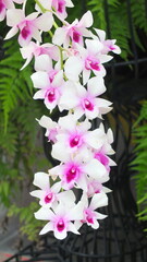 Naklejka premium pink and white flowers