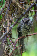 Mountain Owlet-nightjar - Aegotheles albertisi