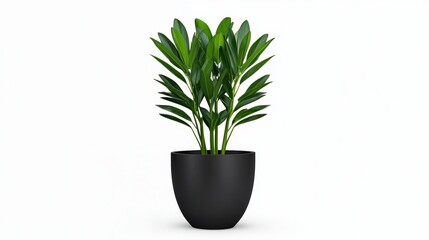 Lush Green Houseplant in Black Pot  Isolated on White