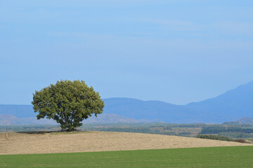 秋の北海道美瑛町の風景