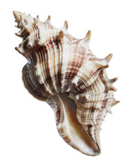 detailed seashell with shiny pearlescent surface.