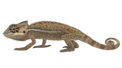 Naklejka premium Intricate details of a bearded dragon in a dynamic pose against a contrasting background showcasing its unique textures and colors