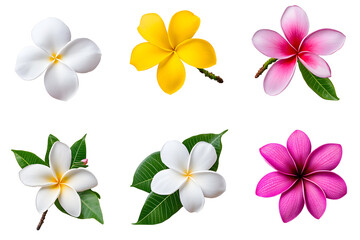 Obraz premium Frangipani bloom flowers collection top view isolated on white background