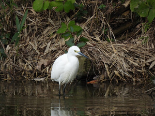 “Wild Birds in a Japanese Forest”（日本の森に住む野鳥）