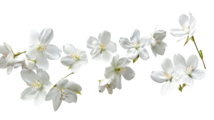 Delicate white flowers cascading elegantly on a vibrant green background, evoking a serene springtime ambiance in nature's beauty