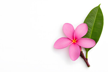 Obraz premium Frangipani flowers top view isolated on white background