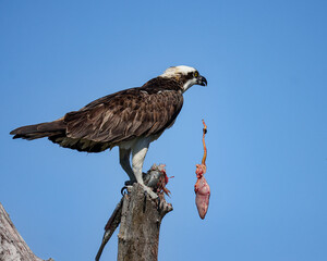 Osprey Everglades Florida Fresh Catch Fish 