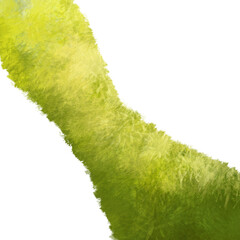 green grass isolated,grass illustration 