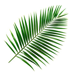 Obraz premium Coconut palm leaf, isolated on a transparent background. PNG element.
