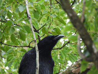 “Wild Birds in a Japanese Forest”（日本の森に住む野鳥）