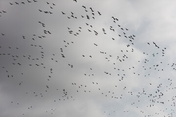 A large flock of birds, likely geese, soars across a gray sky.  Thousands of birds fill the frame.