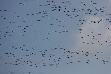 Large flock of geese in flight against a pale blue sky.  Many birds, dispersed.