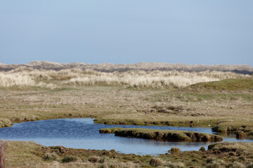 A shallow, still pool of water sits in a grassy landscape.  Low, light-colored dunes are visible in...