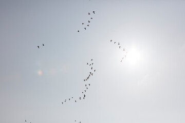Obraz premium Silhouette of a large flock of birds in flight against a pale sky. A group of birds in formation.