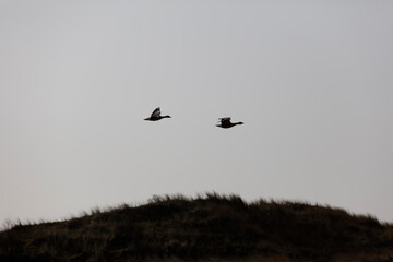 Two birds, likely geese, soar above a windswept grassy dune.  Gray sky, low light.
