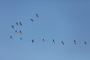 A flock of migratory geese soars across a clear, cerulean sky.  Flocks of birds in flight.