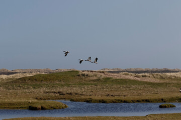 Coastal scene with birds in flight over grassy dunes and a small body of water.  Three birds are visible in the sky.