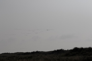 Numerous birds, likely migratory, fly in formation against a light gray sky above a field of tall grasses.  A tranquil, wide-shot.