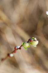 Close-up of delicate, fuzzy, pale yellow-green buds emerging on a branch.  Springtime growth in soft focus.
