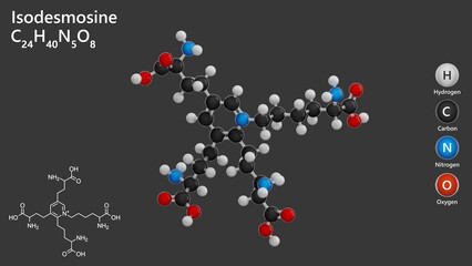 Molecule: Isodesmosine. Amino acid. Molecular structure. Formula: C24H40N5O8. Chemical model: Ball and stick. Gray background. 3D illustration.