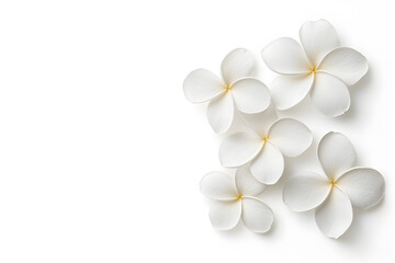 Fototapeta premium White frangipani flowers top view isolated on white background