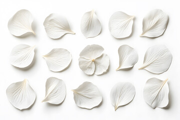 White petals set top view isolated on white background