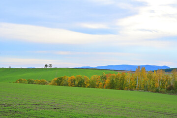 秋の北海道美瑛町の風景