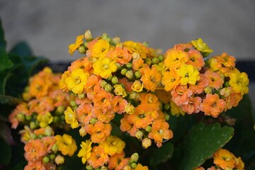 Wet kalanchoe, yellow flowers, after the rain