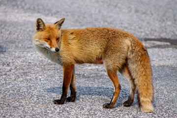 red fox on Abruzzo mountains