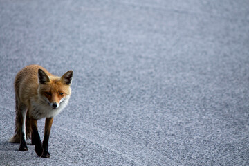 red fox on Abruzzo mountains
