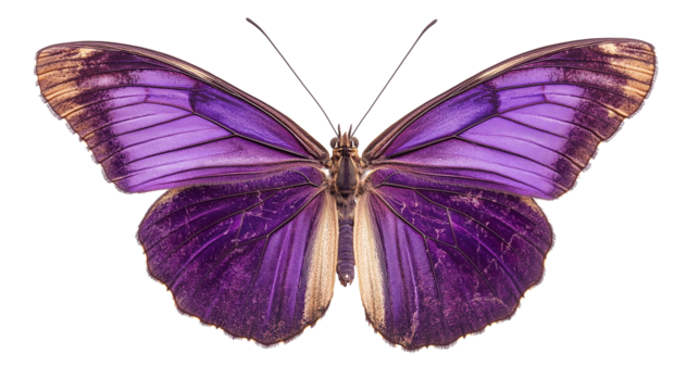 Flying Purple Butterfly isolated on a white background