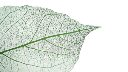 Obraz premium Green Leaf with Detailed Veins isolated on a white background