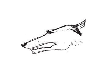 Hunting Sighthound hand-drawn sketches - minimalist ink drawing - Borzoi, hunting sighthound, whippet - linear vector illustrations. Dog breeding business concept.