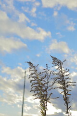 岐阜県大垣市美濃国分寺の草と青空と電柱