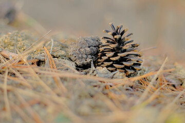 岐阜県大垣市美濃国分寺の松ぼっくりと松の落ち葉