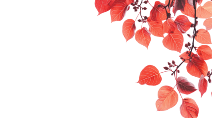 Red leaves isolated on a white background
