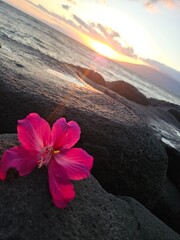 Pink floral sunset