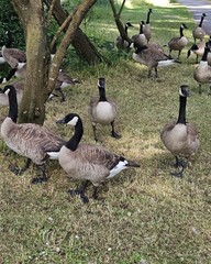 Canadian Geese