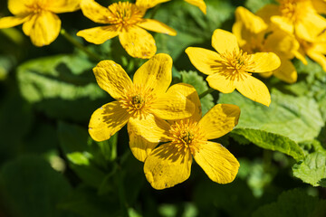 Obraz premium Yellow flower plants of western Sichuan Plateau, Sichuan, China