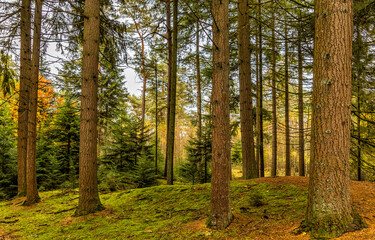 autumn forest in the morning