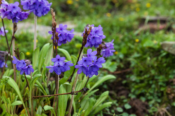 Floral plants of western Sichuan Plateau, Sichuan, China