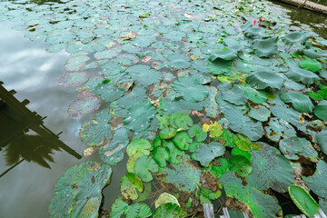 Pond full of Lotus leaves