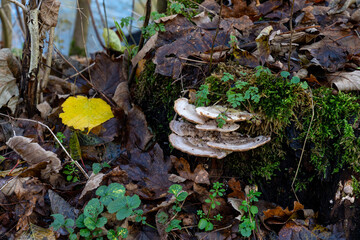 White mushrooms thrive on top of an old, moss-covered stump surrounded by fallen leaves, small plants, and a bright yellow leaf in a peaceful forest.