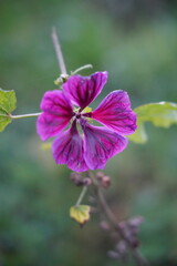 Mein erstes Foto auf Stock