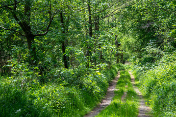 Waldweg im Frühling