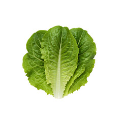 Obraz premium Fresh lettuce isolated on white background
